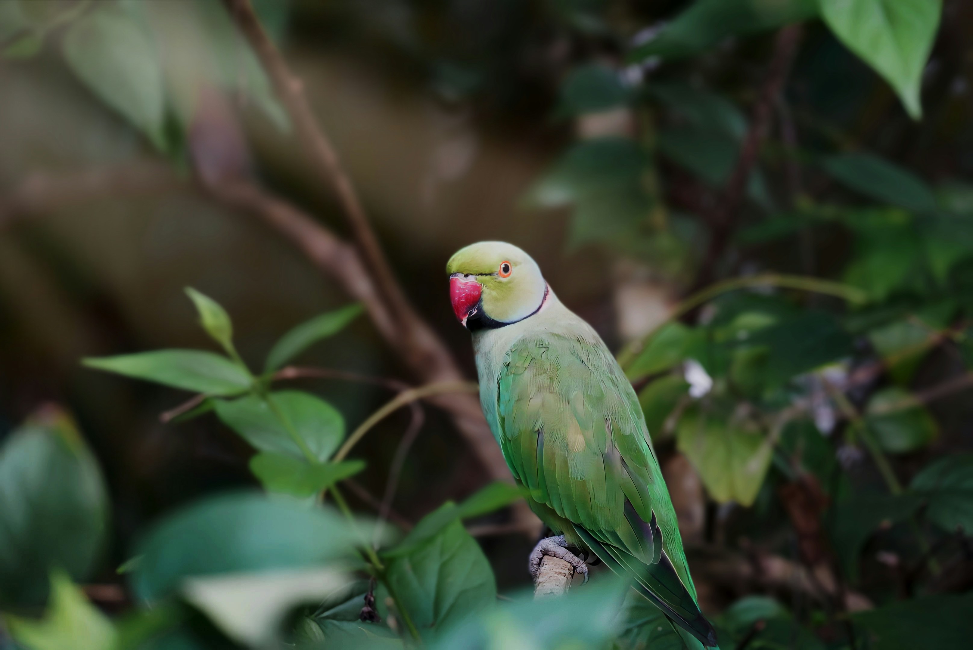 Ring-necked parakeet