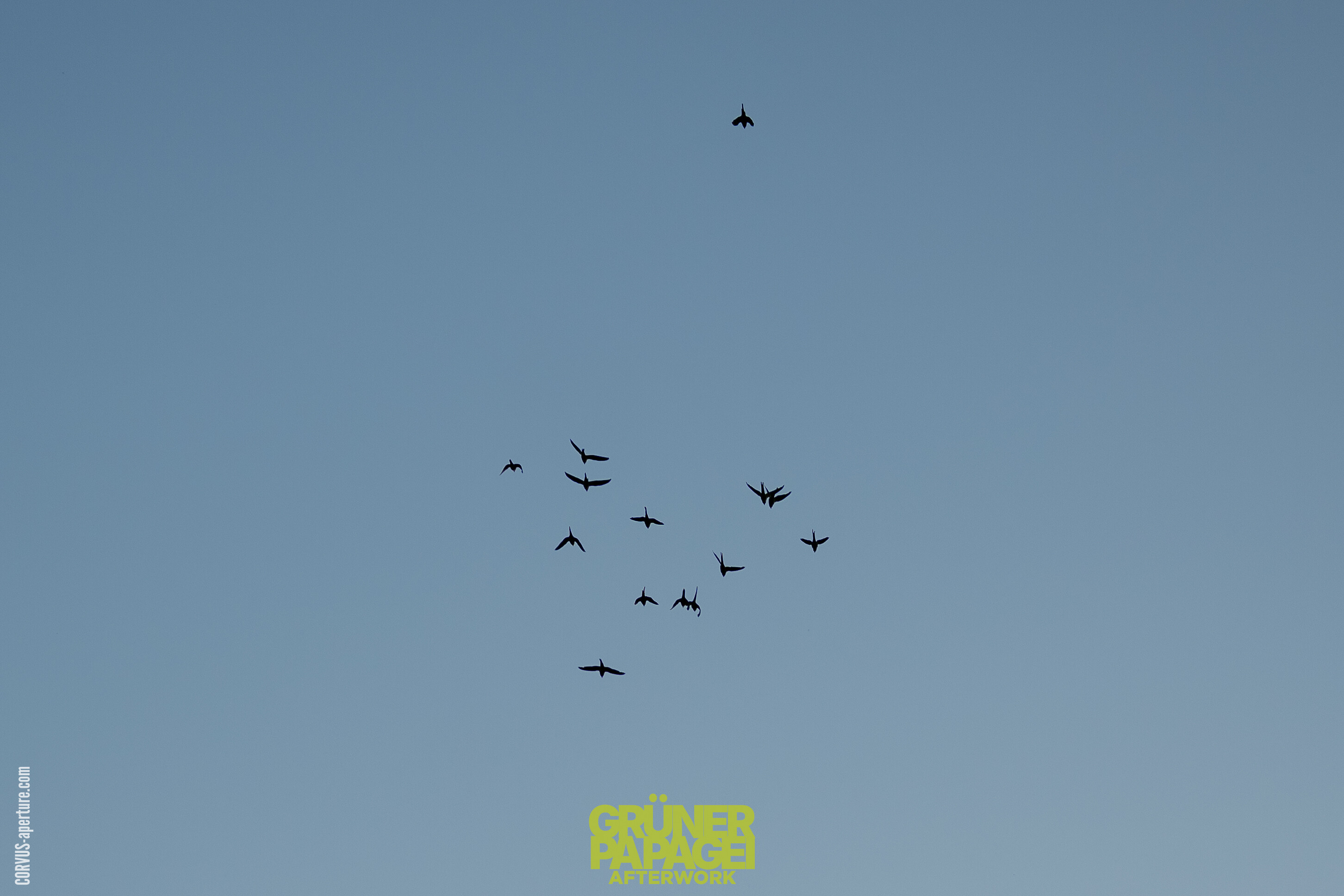 Ring-necked parakeets over Bonn